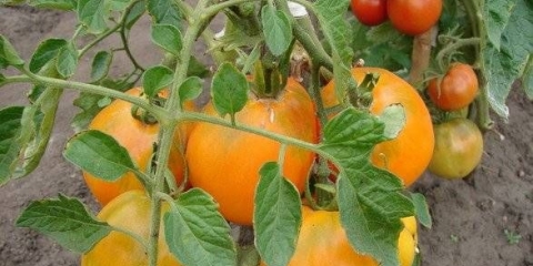 Sačuvani medeni paradajz: recenzije, fotografije, prinos